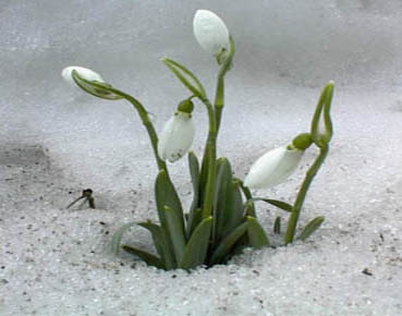 Vårleik